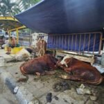 Pemprov DKI Larang Penjualan Hewan Kurban di Trotoar dan Tepi Jalan