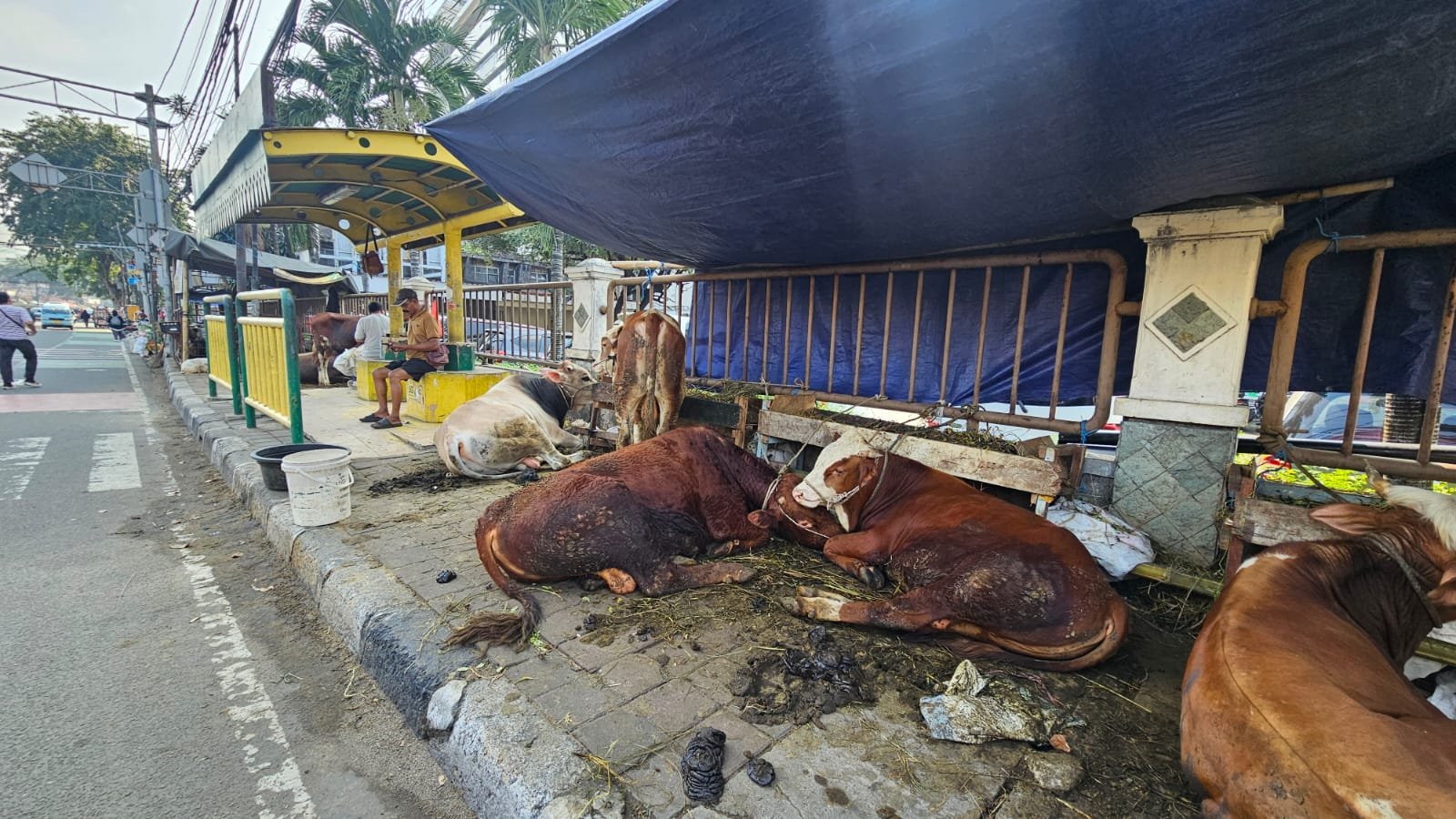 Pemprov DKI Larang Penjualan Hewan Kurban di Trotoar dan Tepi Jalan